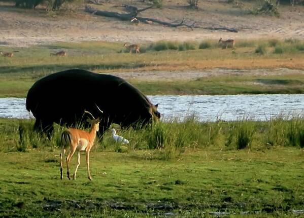 Hippo Art Print featuring the photograph Hippo and Impala by Jennifer Wheatley Wolf
