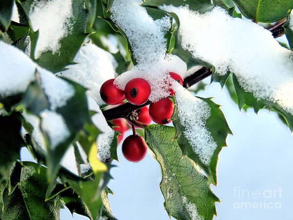 Holly Art Print featuring the photograph Holly Branch by Janice Drew