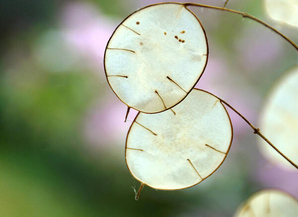 Lunaria Annua Art Print featuring the photograph Honesty by Jolly Van der Velden