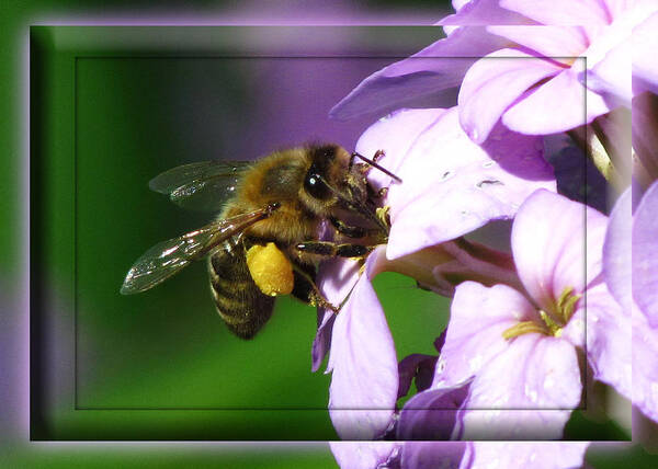 Bee Art Print featuring the photograph Honey Bee by Deborah Johnson