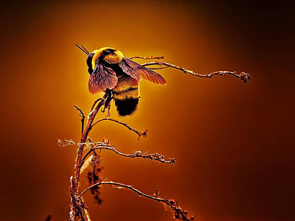 Bee Art Print featuring the photograph Hot Buzz by Bill and Linda Tiepelman