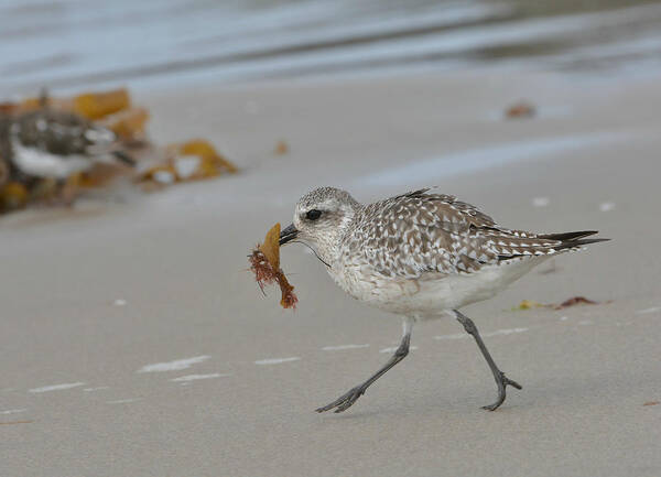 Snowy Plover Art Print featuring the photograph Housekeeping 2 by Fraida Gutovich