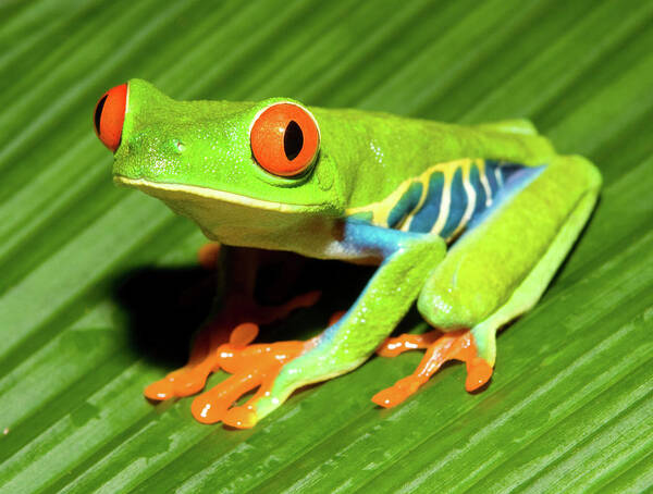 Red-eyed Tree Frog Art Print featuring the photograph How About Some Real Color by Max Waugh