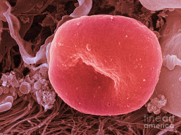 Science Art Print featuring the photograph Human Red Blood Cell, Sem by Ted Kinsman