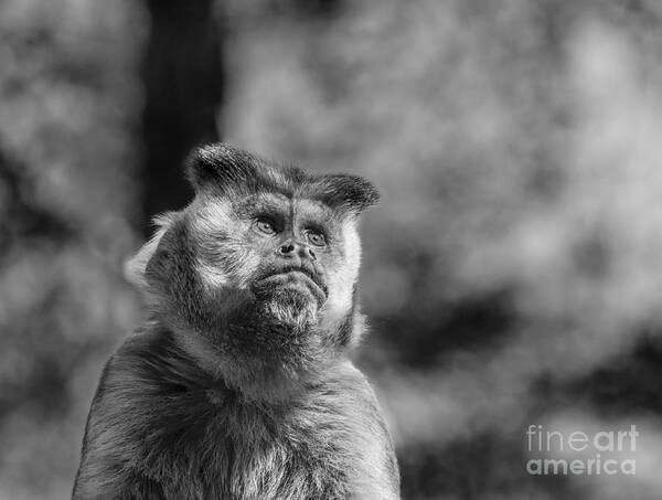Monkey Art Print featuring the photograph Human Thoughts by Metaphor Photo