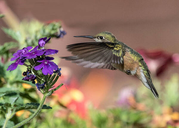 Animals Art Print featuring the photograph Hummingbird and Purple Flower by Dawn Key