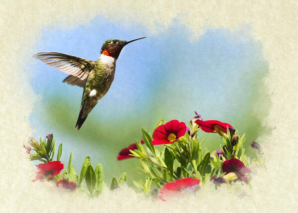 Beautiful Art Print featuring the mixed media Hummingbird Frolic Blank Note Card by Christina Rollo