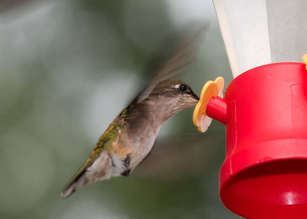 Hummingbird Art Print featuring the photograph Hummingbird Takes A Long Drink by Holden The Moment