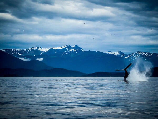 Alaska Art Print featuring the photograph Humpback Dive by Pamela Newcomb
