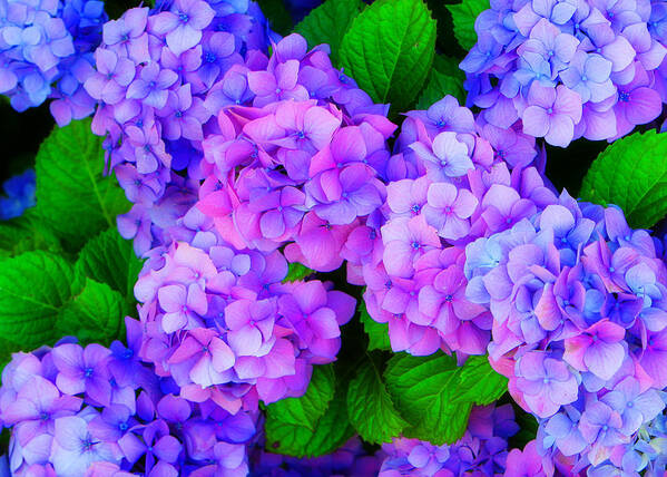Flower Art Print featuring the photograph Hydrangea by George Harris