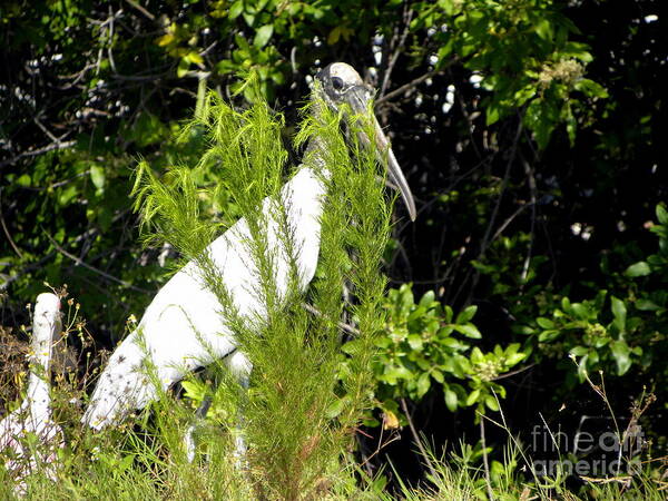Woodstork Art Print featuring the photograph I See You by Terri Mills