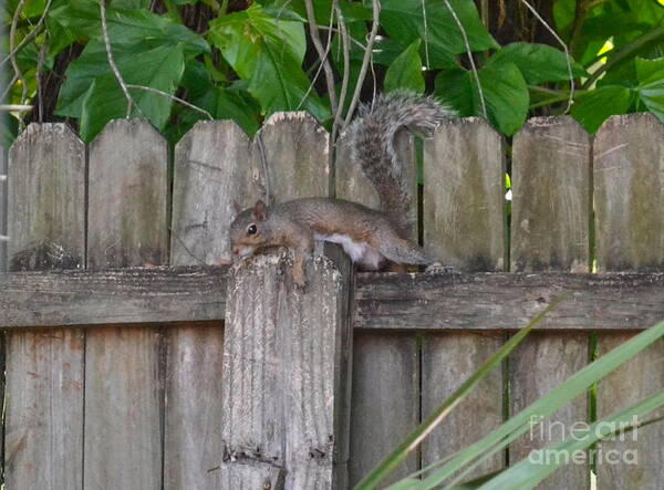 Squirrel Art Print featuring the photograph I Think I Can by Carol Bradley