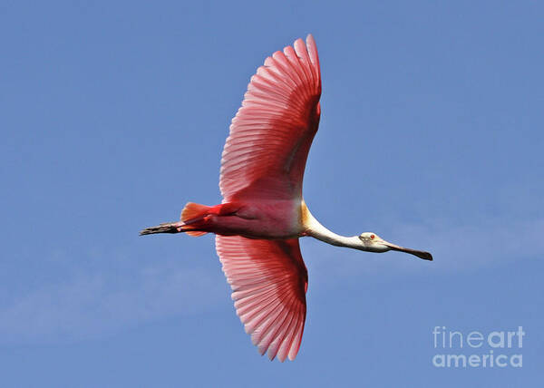 Roseate Spoonbill Art Print featuring the photograph I Wanna Fly Like An Eagle by Lydia Holly