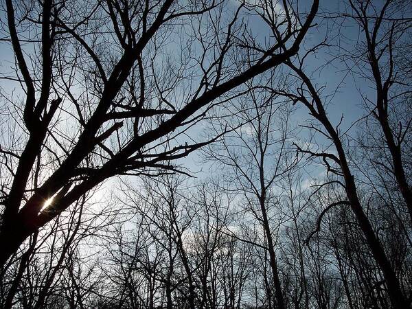 Tree Art Print featuring the photograph Icy Winter Sky by Michelle Miron-Rebbe
