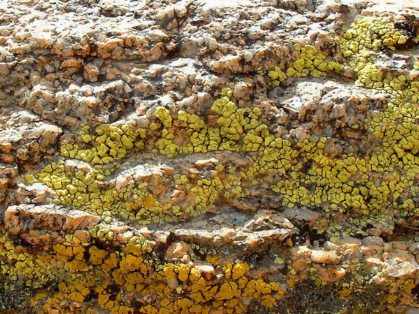 Lichens Art Print featuring the photograph I'm Lichen That by Stan Magnan
