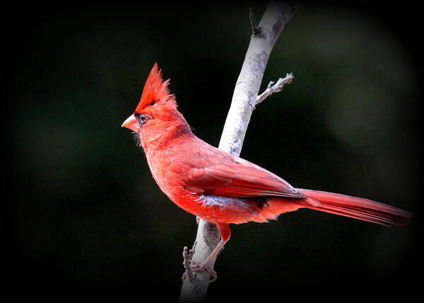 Northern Cardinal Art Print featuring the photograph IMG_1391-006 - Northern Cardinal by Travis Truelove