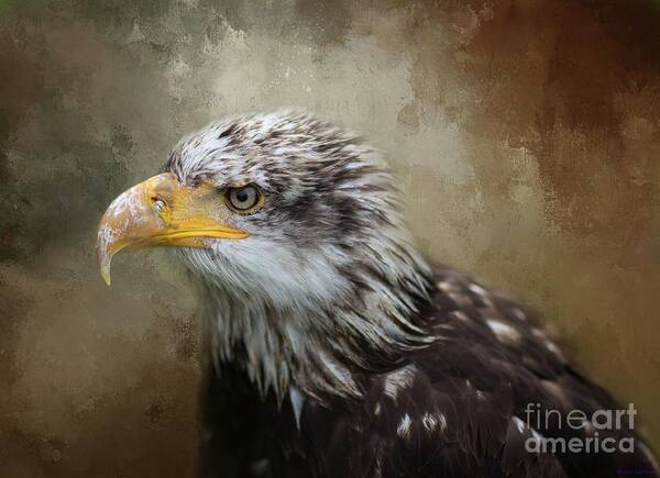 Bald Eagle Art Print featuring the photograph Immature Bald Eagle by Eva Lechner