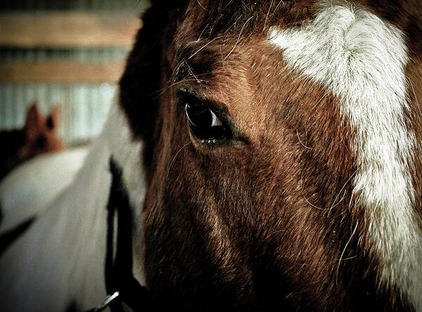 Clay Art Print featuring the photograph In a Horse's Eye by Clayton Bruster