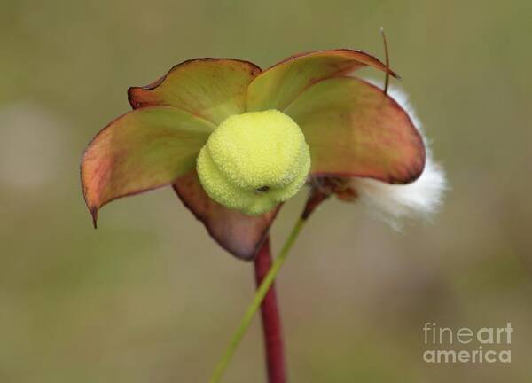 Bog Art Print featuring the photograph In Bloom by Randy Bodkins
