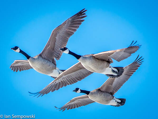 Birds Art Print featuring the photograph In formation by Ian Sempowski