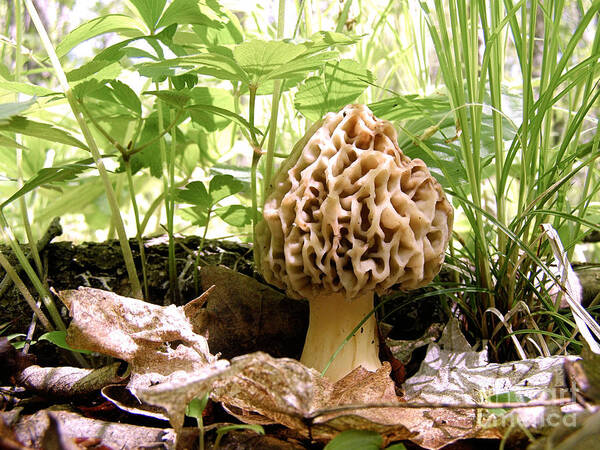 Morel Art Print featuring the photograph In Hiding - Morel Mushroom by Angie Rea
