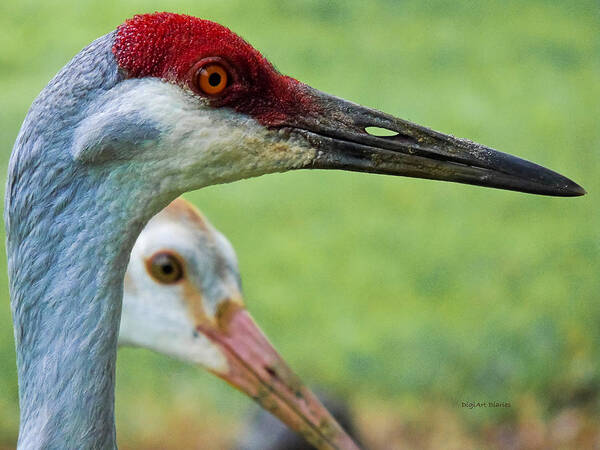 Sandhill Crane Art Print featuring the photograph In Its Parents Shadow by DigiArt Diaries by Vicky B Fuller