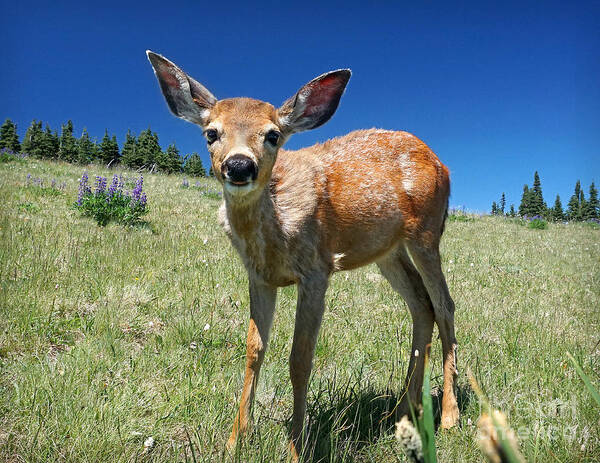 Blacktail Deer Art Print featuring the photograph Inquisitive Blacktail Fawn by Martin Konopacki