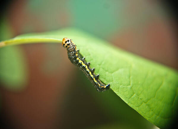 Cove Art Print featuring the photograph Insect Larva 3 by Douglas Barnett