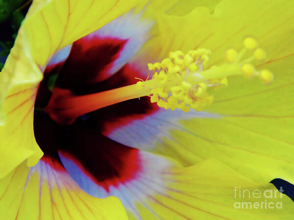 Hibiscus Art Print featuring the photograph Inside A Yellow Beauty by D Hackett