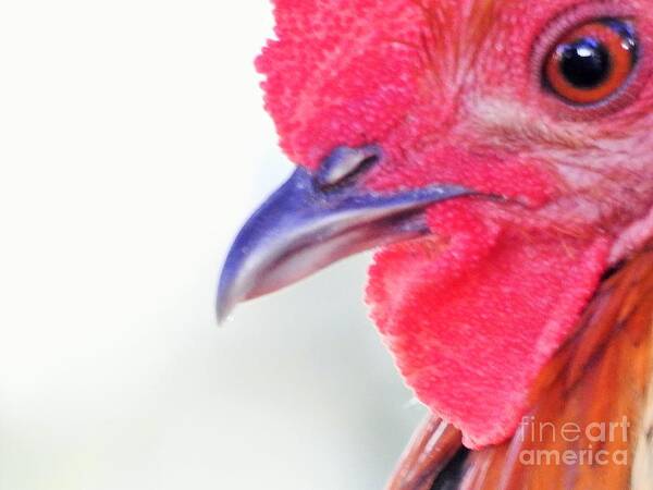 Rooster Art Print featuring the photograph Instinctive Survival by Jan Gelders