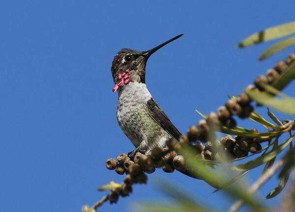 Annas Hummingbird Art Print featuring the photograph Iridescent Anna by Fraida Gutovich