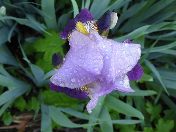 Garden Raw Purple Violet Flower Wet Water Raindrop Green Bloom Close Macro Orange Bearded Iris Rhizome Bulb Tube Unedited As-is Spring North East New Jersey Art Print featuring the photograph Iris After the Rain III by Leon DeVose