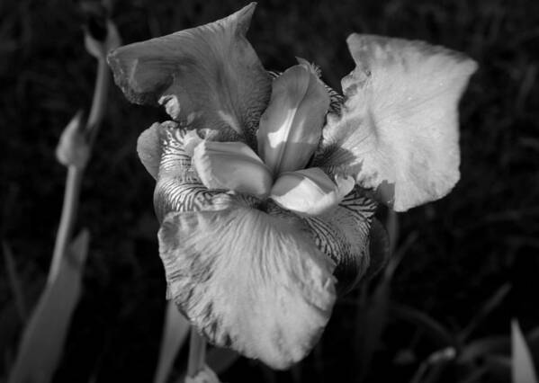 Iris Art Print featuring the photograph Iris in Black and White by Jean Evans