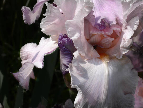 Flower Art Print featuring the photograph Iris Lace by Steve Karol
