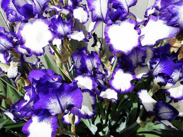 Iris Art Print featuring the photograph Irises 8 by Ron Kandt