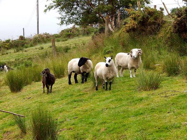 Ireland Art Print featuring the photograph Irish sheep grazing by Sue Morris