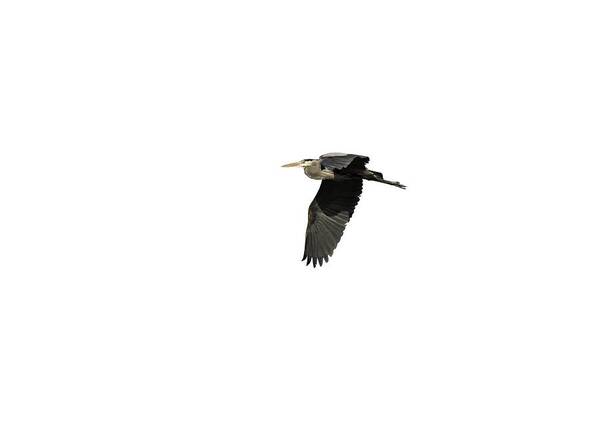 Great Blue Heron Art Print featuring the photograph Isolated Great Blue Heron 2015-4 by Thomas Young