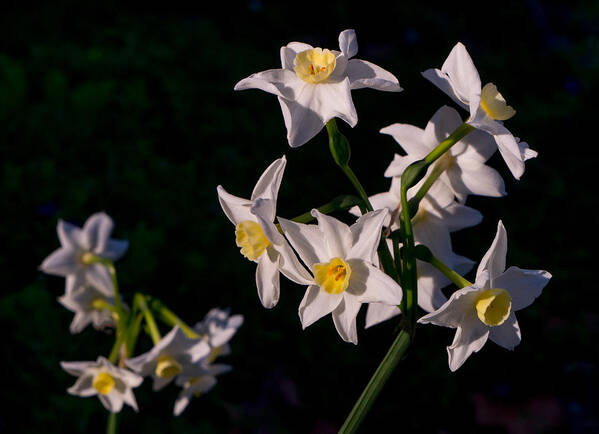 Flower Art Print featuring the photograph January Surprise by Derek Dean