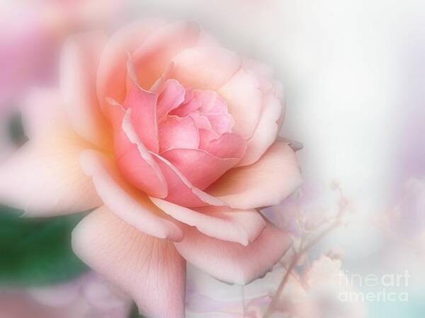 pink Rose Art Print featuring the photograph Just a Beautiful Rose by Morag Bates