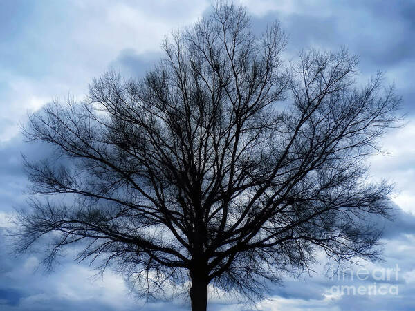 Tree Art Print featuring the photograph Just a Gray Blue Day by Sue Melvin