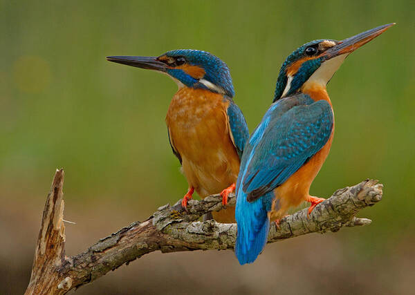 Kingfisher Art Print featuring the photograph Kingfisher (alcedo Atthis) by Stefan Benfer