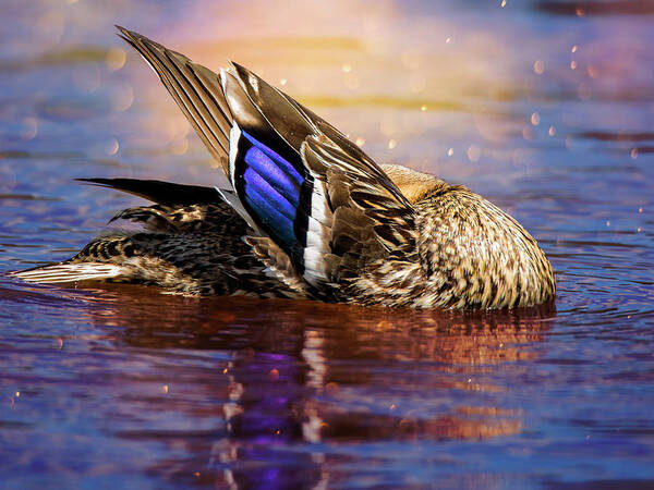 Bird Art Print featuring the photograph Lady Mallard Wing by Bill and Linda Tiepelman