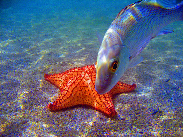 Fish Art Print featuring the photograph Laguna Stars by Kelly Smith