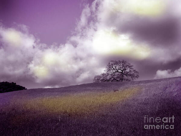 Arastradero Art Print featuring the photograph Landscape in Purple and Gold by Laura Iverson