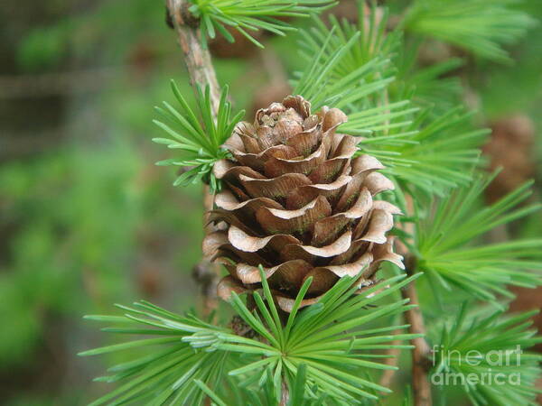 Larch Cone Art Print featuring the photograph Larch Cone by Yvonne Johnstone