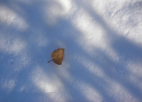 Nature Art Print featuring the photograph Leaf in Shadows by Marilynne Bull