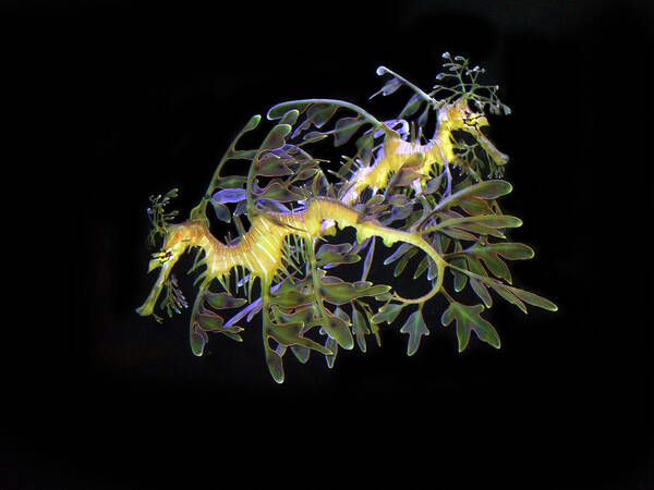 Sea Dragons Art Print featuring the photograph Leafy Sea Dragons by Anthony Jones