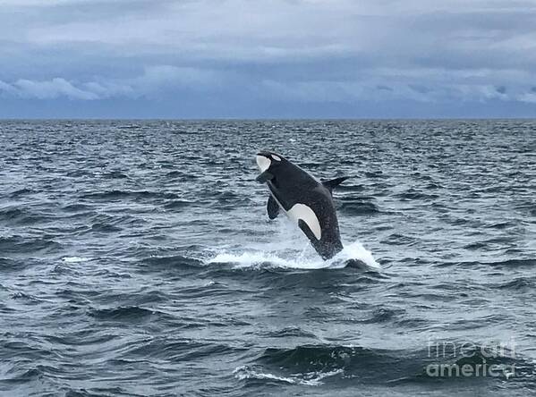 Orca Art Print featuring the photograph Leaping Orca by Barbara Von Pagel