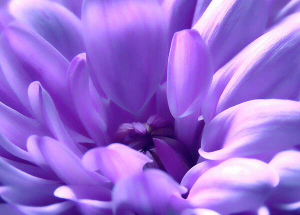 Macro Art Print featuring the photograph Light Purple Beauty by Johanna Hurmerinta