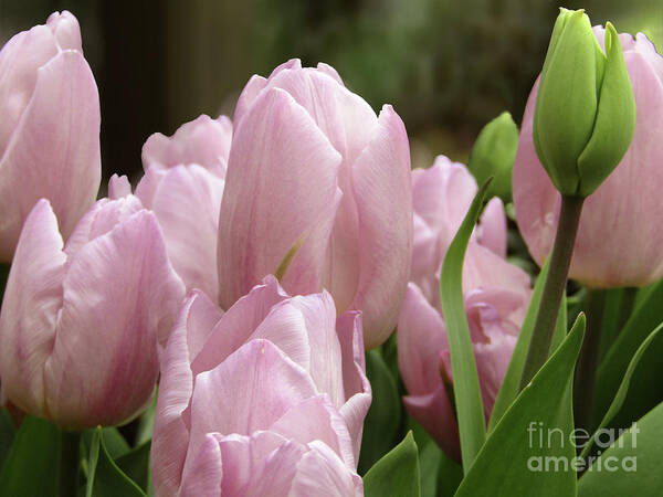   Tulips Art Print featuring the photograph Lilac Charm #2 by Kim Tran